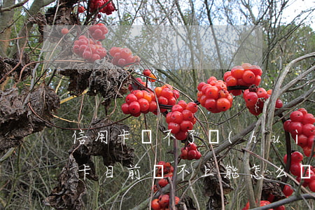 信用卡還不了會(huì)怎樣(如果我信用卡目前還不上能怎么樣)