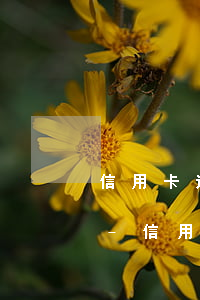 信用卡還不了被銀行起訴后法院會怎么處理-信用卡還不了被銀行起訴后法院會怎么處理呢