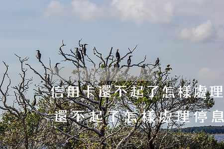 信用卡還不起了怎樣處理停息掛賬-信用卡還不起了怎樣處理停息掛賬問題