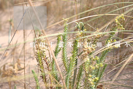 信用卡還不起(信用卡還不起最低還款怎么辦)