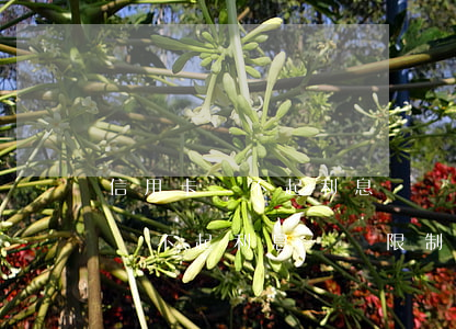 信用卡還不起利息會無限制疊加嗎-信用卡還不起利息會無限制疊加嗎為什么