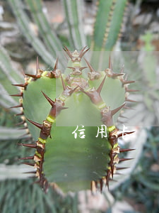 信用卡還不起 后果