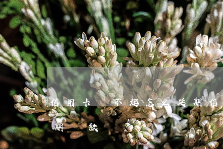 信用卡還不起怎么延期(信用卡還不起怎么延期還款)