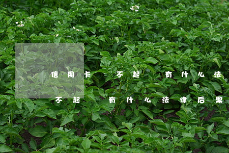 信用卡還不起會有什么法律后果-信用卡還不起會有什么法律后果嗎