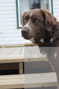 信用卡還不起有辦法嗎(我現(xiàn)在信用卡還不上怎么辦)