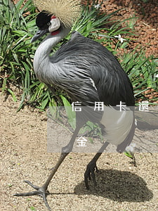 信用卡還不起滯納金怎么辦 信用卡 利息 滯納金