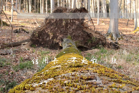 信用卡還不起能貸款嗎(還不了信用卡會坐牢嗎)