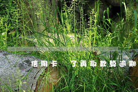 信用卡還了再取款算逾期嗎