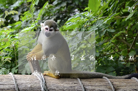 信用卡還了最低還是逾期(信用卡逾期后還最低還款)