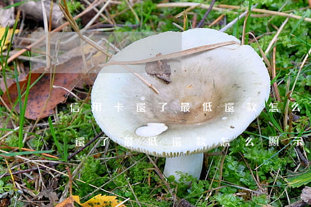 信用卡還了最低還款怎么顯示逾期-信用卡還了最低還款怎么顯示逾期了