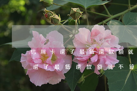信用卡還了最低還款額就不算逾期-信用卡還了最低還款額就不算逾期了嗎