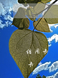 信用卡還了還有當(dāng)前逾期(信用卡有嚴(yán)重逾期已經(jīng)還清)