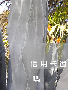 信用卡還可以逾期嗎(逾期過還能申請信用卡嗎)