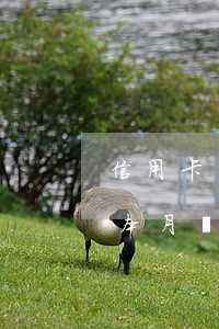 信用卡還完最低后算逾期嗎(信用卡 還完最低 本月還需要還嗎)