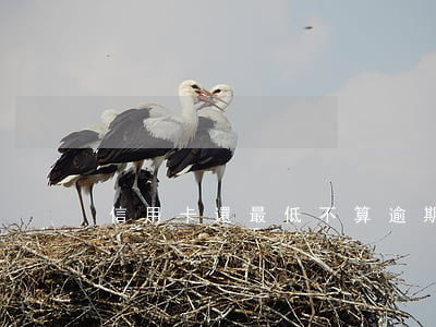 信用卡還最低不算逾期6-還款算不算逾期