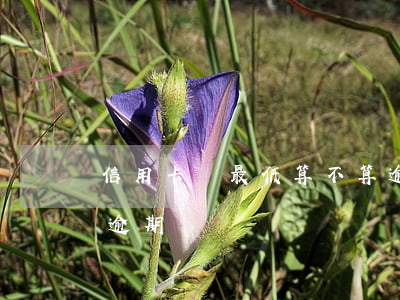 信用卡還最低算不算逾期-還最低信用卡算逾期嗎