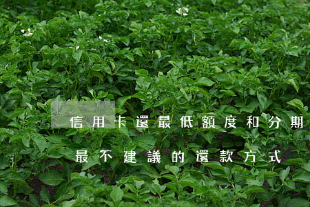 信用卡還最低額度和分期哪個劃算-信用卡最不建議的還款方式