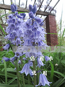 信用卡還有花唄逾期(花唄逾期了信用卡還能使用嗎)