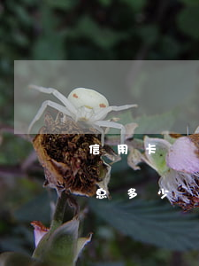 信用卡還有透支利息怎么算(信用社透支卡利息多少)