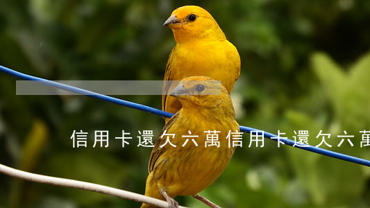 信用卡還欠六萬(信用卡還欠六萬怎么辦)