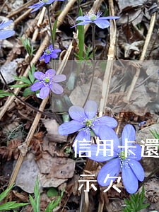 信用卡還款了還顯示欠錢（信用卡還款了還顯示欠）