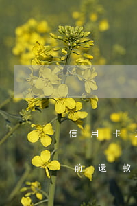 信用卡還款取現(xiàn)逾期(信用卡 提前還款 違約金)