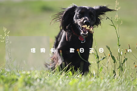 信用卡還款日三日內(nèi)還款算逾期嗎