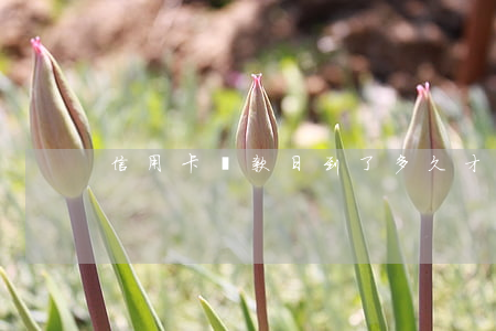 信用卡還款日到了多久才算逾期