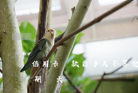 信用卡還款日多久不算逾期(還信用卡可以逾期幾天)