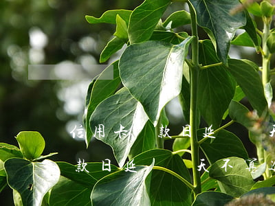 信用卡還款日延長幾天不算逾期嗎（信用卡還款日延長幾天不算逾期）