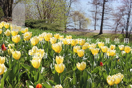 信用卡還款日怎么算(信用卡還款日怎么算的廣發(fā)信用卡)
