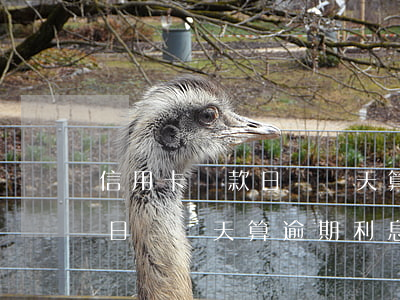 信用卡還款日過幾天算逾期利息 信用卡還款日過幾天算逾期利息