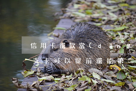信用卡還款當(dāng)天可以透支嗎(透支卡可以提前還,能第二天刷嗎)