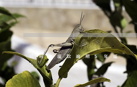 信用卡還款逾期5年還