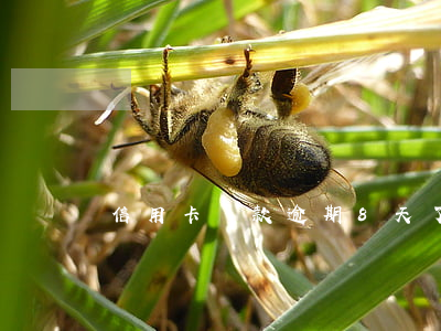 信用卡還款逾期8天了(信用卡還款逾期一天)
