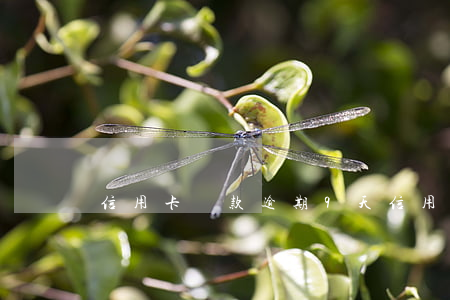 信用卡還款逾期9天(信用卡還款逾期9天)