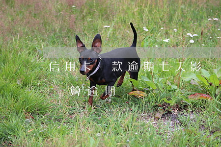 信用卡還款逾期七天影響(信用卡超過7天沒還算逾期嗎)
