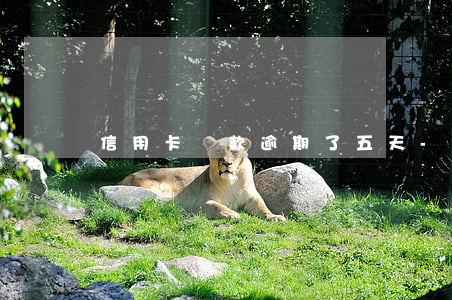 信用卡還款逾期了五天-逾期兩天還信用卡