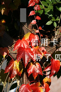 信用卡還款逾期了四天沒事吧（信用卡還款逾期了四天）