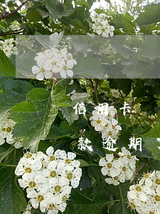 信用卡還款逾期了有什么影響嗎-信用卡還款逾期了有什么影響嗎怎么辦