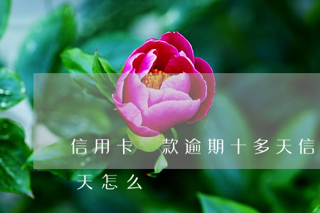 信用卡還款逾期十多天 信用卡還款逾期十多天怎么辦