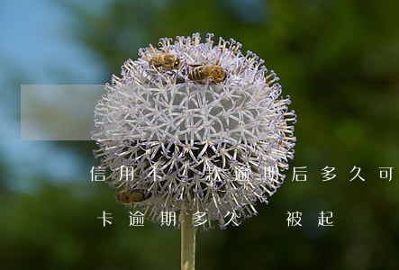 信用卡還款逾期后多久可以起訴(欠銀行信用卡逾期多久會被起訴)