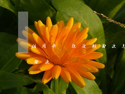 信用卡還款逾期四次怎么辦（信用卡還款逾期四次）
