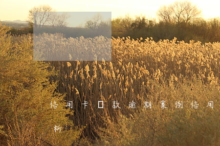 信用卡還款逾期案例(信用卡還款逾期案例分析)