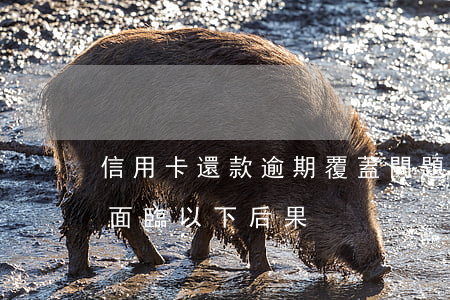 信用卡還款逾期覆蓋問題(信用卡逾期還款將面臨以下后果)