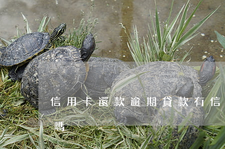 信用卡還款逾期貸款(有信用卡逾期還能貸款嗎)
