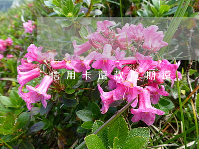 信用卡還款逾期還
