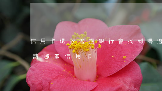 信用卡還款逾期銀行會找到嗎(逾期了還能申請哪家信用卡)