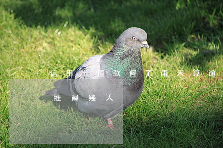 信用卡還款遲了兩天算逾期嗎 還信用卡可以推遲幾天
