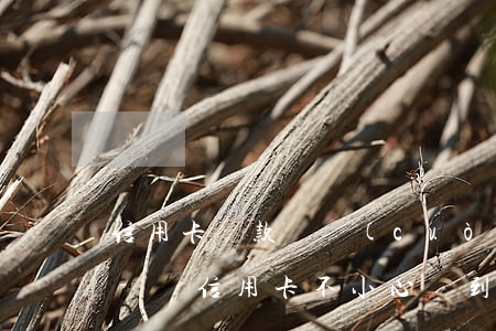 信用卡還款還錯(cuò)到e招貸怎么辦-還信用卡不小心還到e招貸